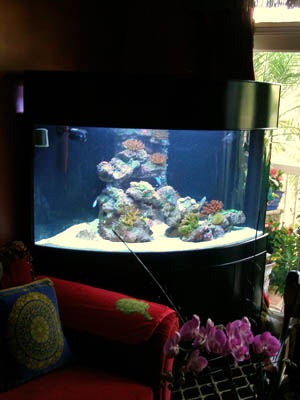 Aquarium in living room